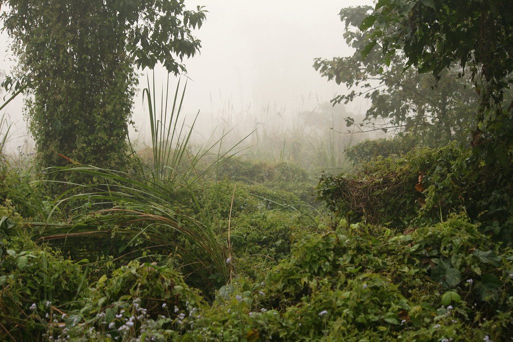 Chitwan
