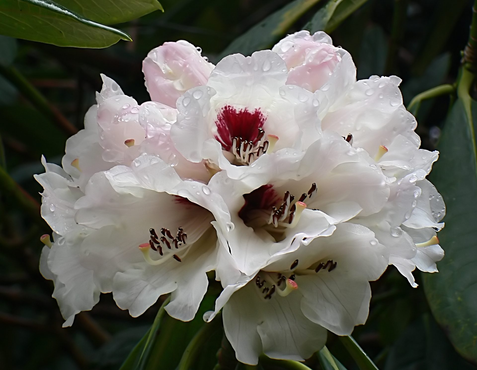 Spring rhododendron forest in bloom. — The 6 Best Summer (Monsoon) Treks in Nepal