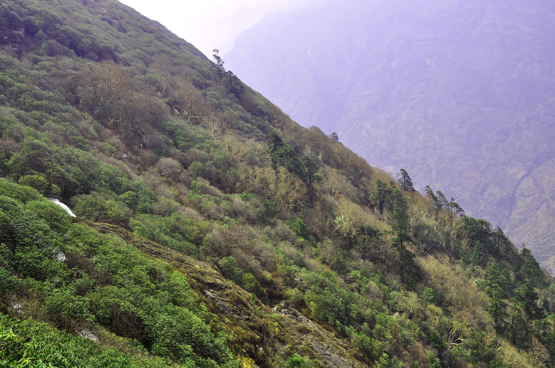 Spring rhododendron forest in bloom. — North Annapurna Base Camp Trek: Nepal's Quiet Alternative