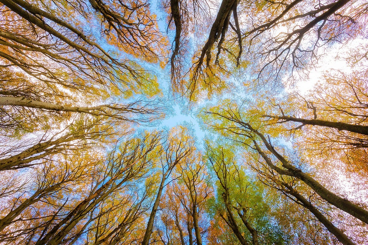 Indigenous Knowledge & Traditional Ecological Practices