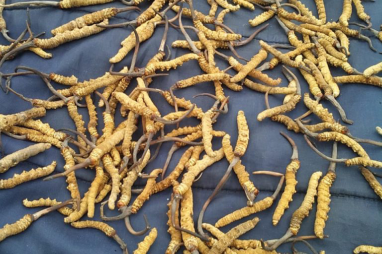 Yarsagumba: The Himalayan Gold – Harvesting, Value, and Traditions Explained